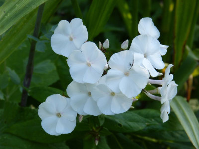 2015-07-22 Phlox 'Alexa S'.jpg