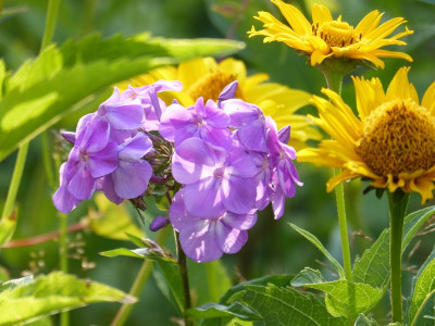 2015-07-22 Phlox 'Blue Ridge Giant'.jpg
