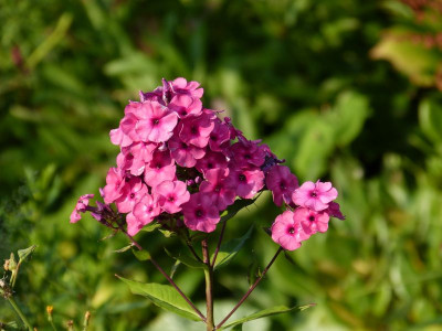 2015-07-22 Phlox 'Cool Cassis'.jpg
