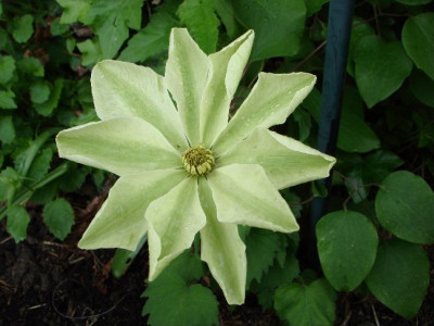 Clematis_Moonlight.jpg