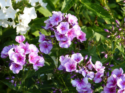 2015-07-22 Phlox 'Flare Blue'.jpg
