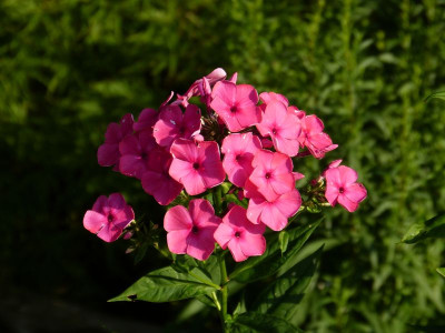 2015-07-22 Phlox 'Kirschkönig'.jpg