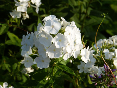 2015-07-22 Phlox 'Nachbars Neid'.jpg