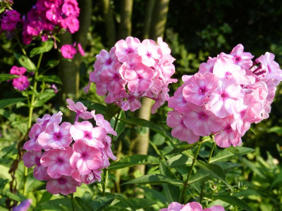 2015-07-22 Phlox 'Oljenka'.jpg