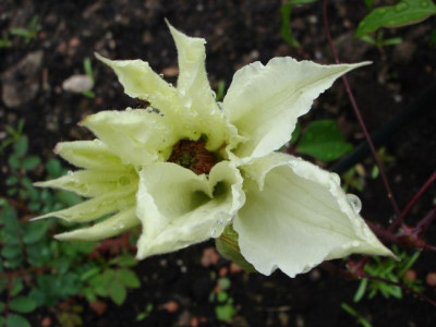 Clematis_Yuusuzumi.JPG