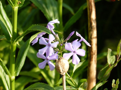 2015-07-22 Phlox paniculata (Wildform).jpg