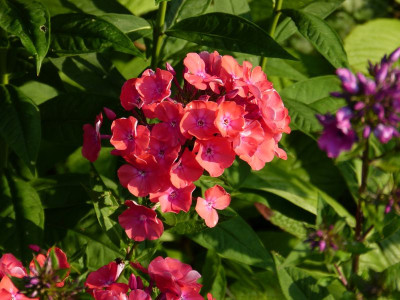 2015-07-22 Phlox 'Pünktchen'.jpg