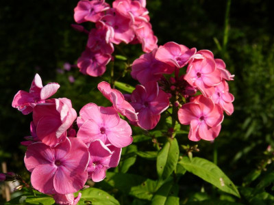 2015-07-22 Phlox 'Windsor'.jpg