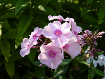 2015-07-22 Phlox.jpg
