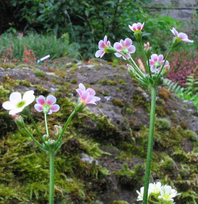 Androsace_strigillosum_fars.jpg