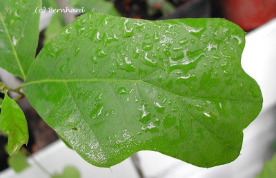 quercus_ilicifolia_2.jpg