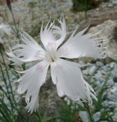 06030002_eDianthus_species.JPG