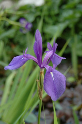 2006H940_Large.JPG