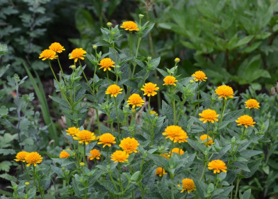 Heliopsis_scabra-Asahi.15-1.jpg