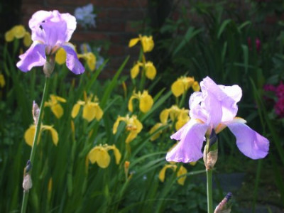 Iris_Schmitt_2002.jpg