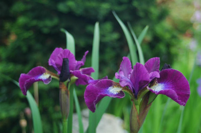 2006H945_Large.JPG