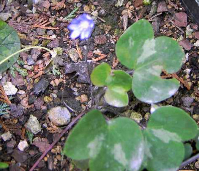 3.6..06._Hepatica_nobilis_Ba.En.___I_001.JPG