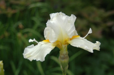 2006H918_Large.JPG