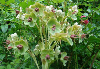Helleborus_x_sternii.jpg