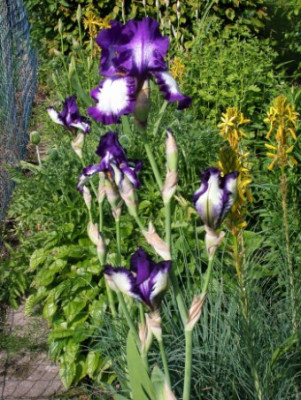 Iris_Stepping_out_2002.jpg