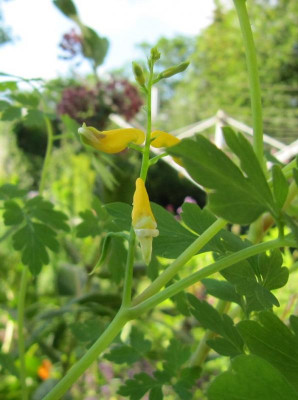 Corydalis orthopoda 150720.jpg