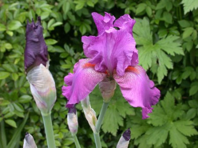 Iris_lavendel_1002.jpg