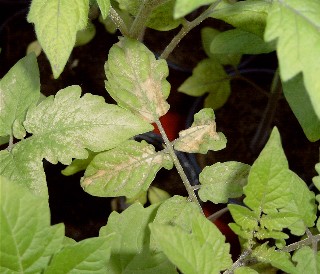 Tomate-Schaden-1.jpg