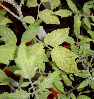 Tomate-Schaden-2.JPG