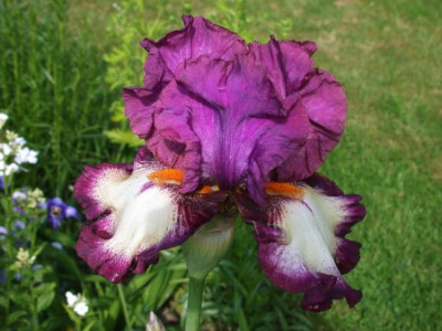 Iris_Ive_got_rhythm3002.jpg