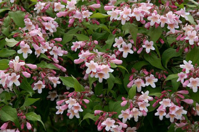 Kolkwitzia-amabilis.jpg