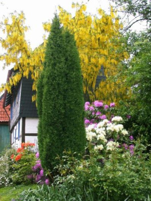 Haus_Goldregenblute_3a.jpg