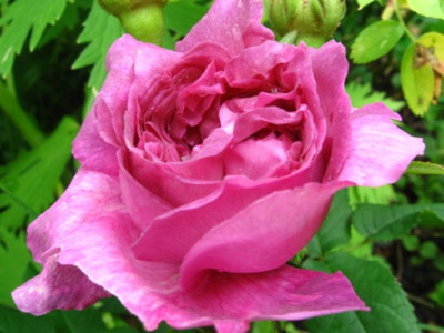 Belle_de_Crecy_1.jpg