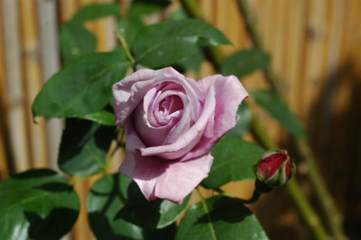 2006H958_Large.JPG