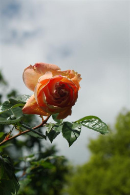 2006H960_Large.JPG