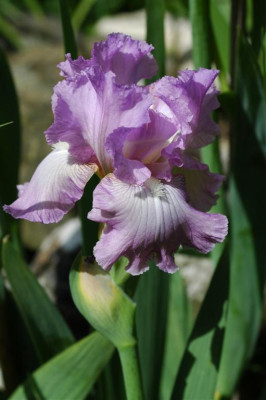 2006H955_Large.JPG