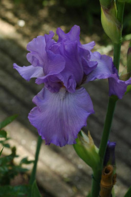 2006H959_Large.JPG