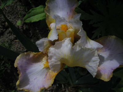 viell_Gold_Trimmings_06_06_04.jpg