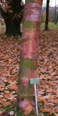 betula_albo-sinensis1001.jpg