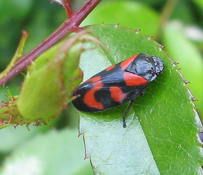Blutzikade_06_06_04.jpg