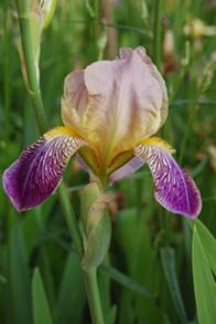 Iris_72_dpi.jpg