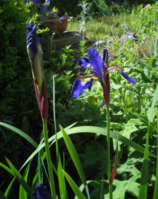 Iris_sibirica_06_06_04.jpg