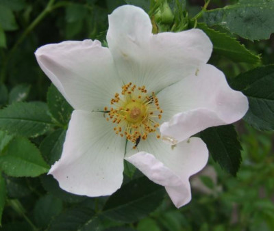 20060603_rosa_canina.jpg