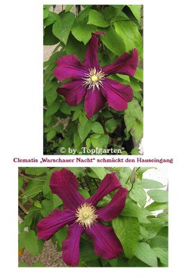 Clematis_warschauernacht.jpg