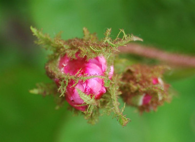 20060604-69_Large.JPG