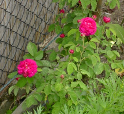 20040604__blush_damask.jpg