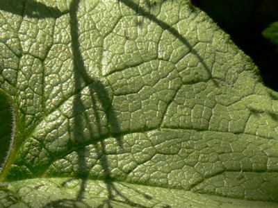 P1000212_Small.JPG