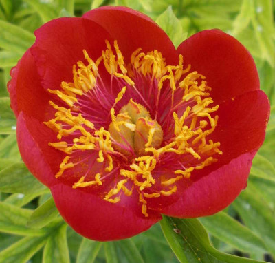 Paeonia_peregrina_Otto_Froebel_2006-06-04.JPG