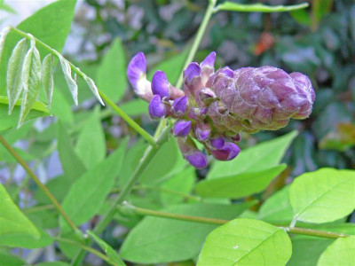 P1000245_Medium.JPG