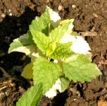 Scutellaria_var.1.jpg