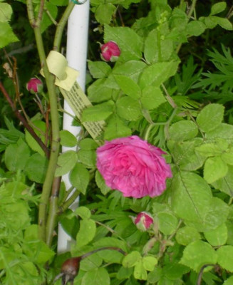 20040604__louise_odier.jpg